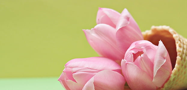 closeup photo of three pink tulips inside cone
