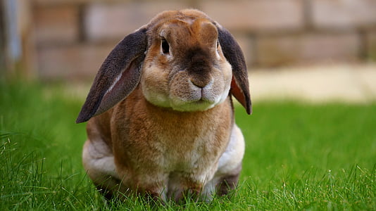 closeup photo of brown hare