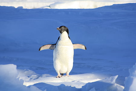 penguin standing on white snow during daytime