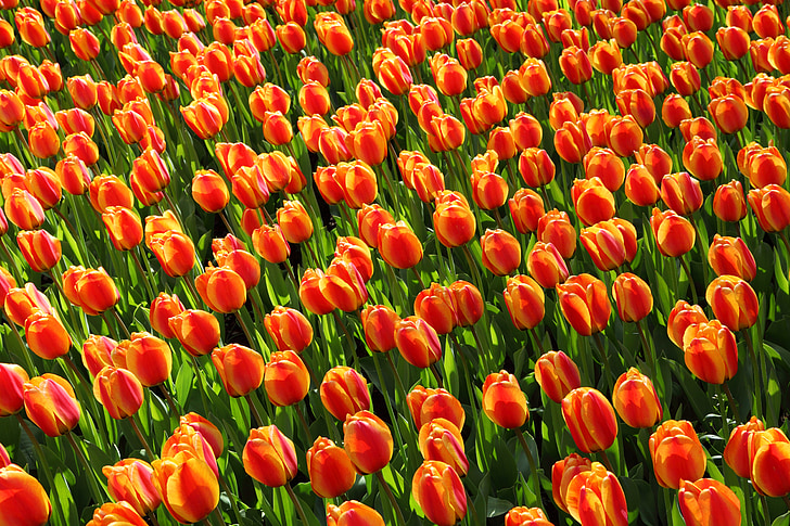 red-and-yellow tulips field at daytime