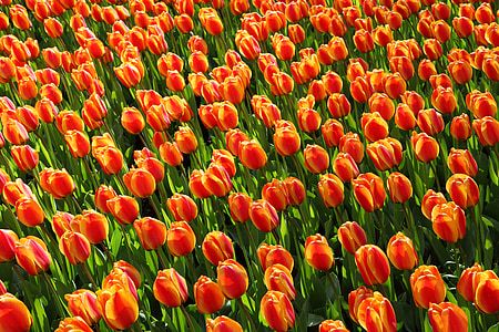 red-and-yellow tulips field at daytime