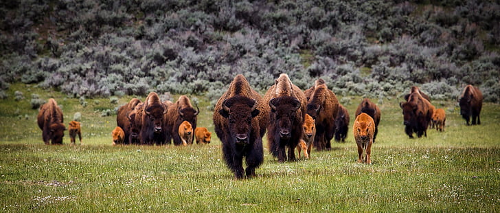 group of brown yak