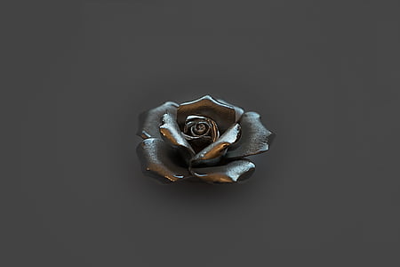 silver-colored rose flower