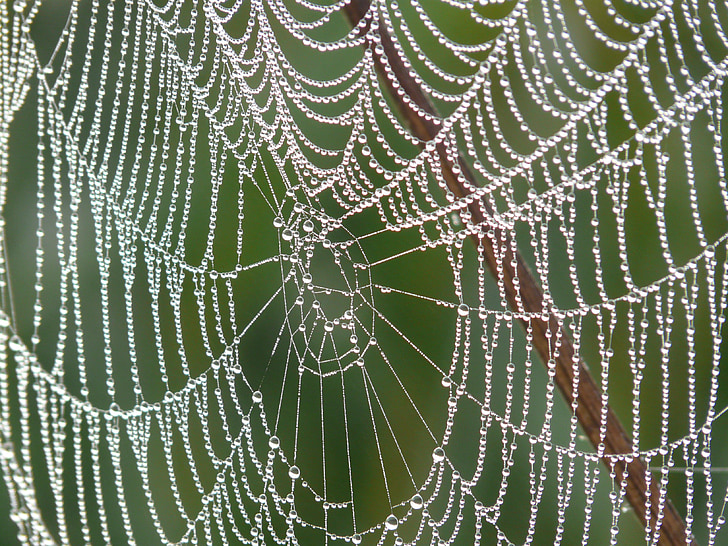 close up photography of spider web with morning dew