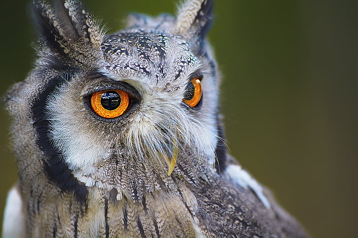 gray owl with orange eyes