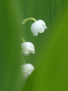 focus photography of white flowers