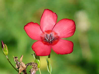 selected focus photo of red petaled flower with green leaf
