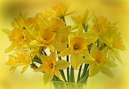 bokeh photography of yellow daffodils
