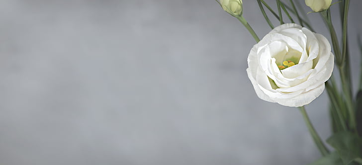 white lisianthus closeup photo