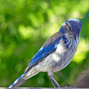 blue and white bird