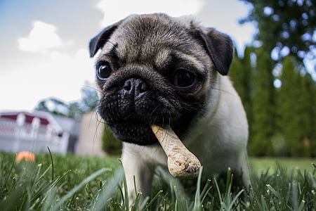 close up photo of fawn pug puppy on grass field