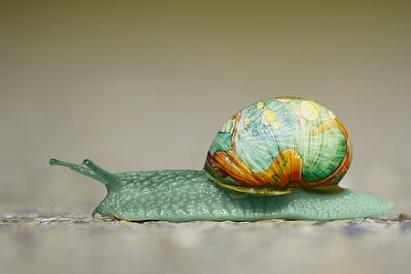 snail with globe graphic shell