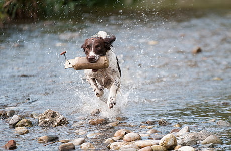 brown and white coated dog running in the body of water during daytime