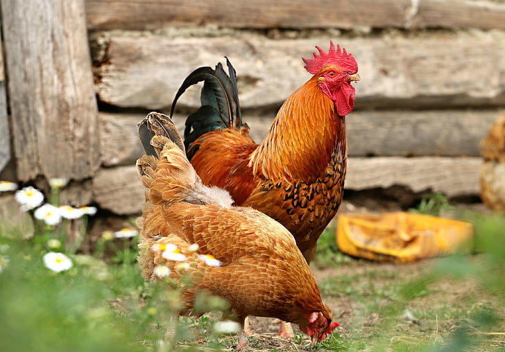 brown rooster and hen standing on ground during daytime