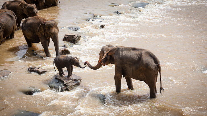 elephants on streams during daytime