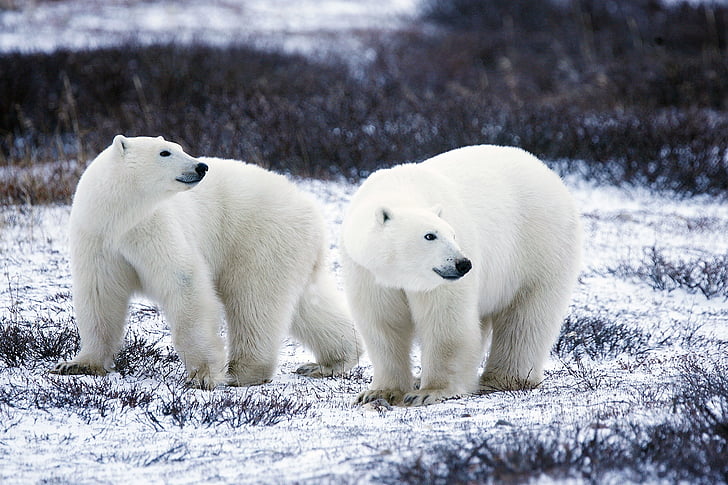two polar bears on snowfield