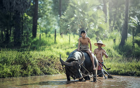 boy riding black water buffalo on body of water photography