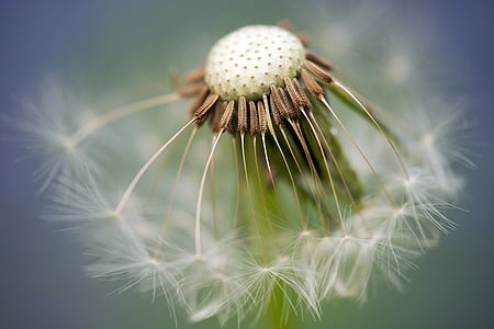 close-up photo of dandelion