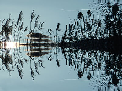 silhouette of a plant on water