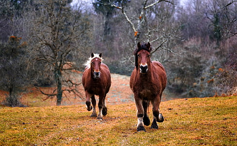 two brown horses running on green grass in the middle of the forest