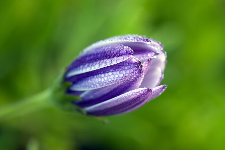 closeup photography of purple tulip flower bud with water droplets