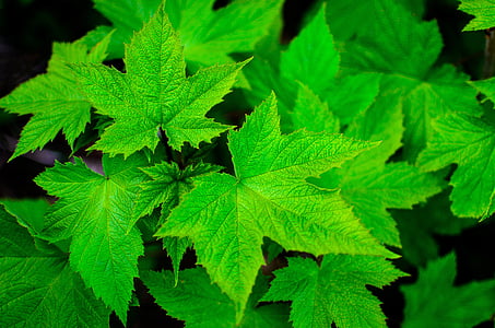 green maple leaf lot
