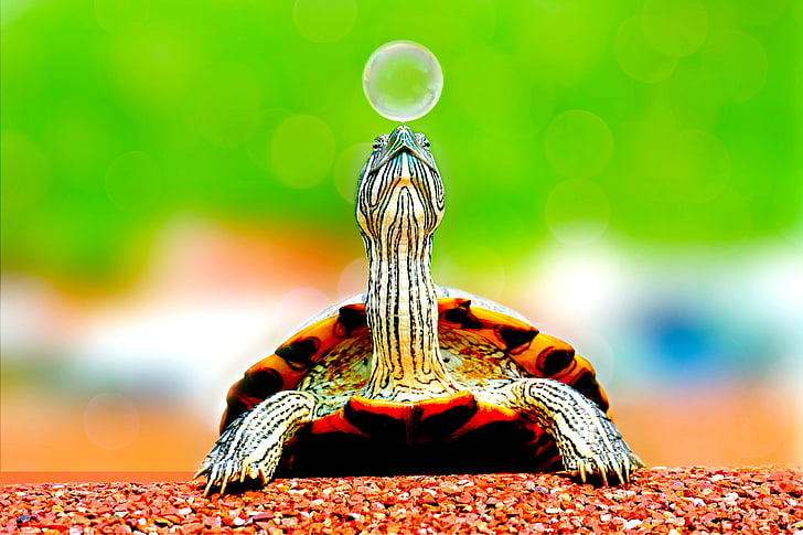 selective focus photography of turtle near bubble
