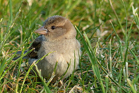 photography of brown bird on green grass