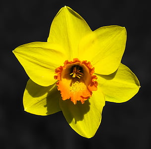 yellow and orange daffodil flower in close up photography