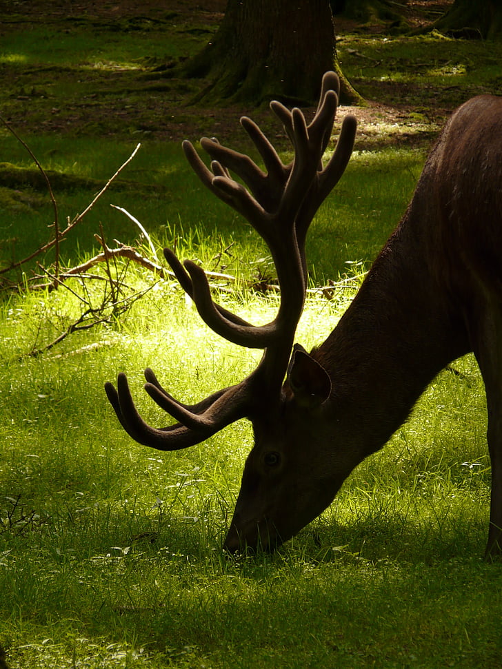 brown moose eating grass during daytime