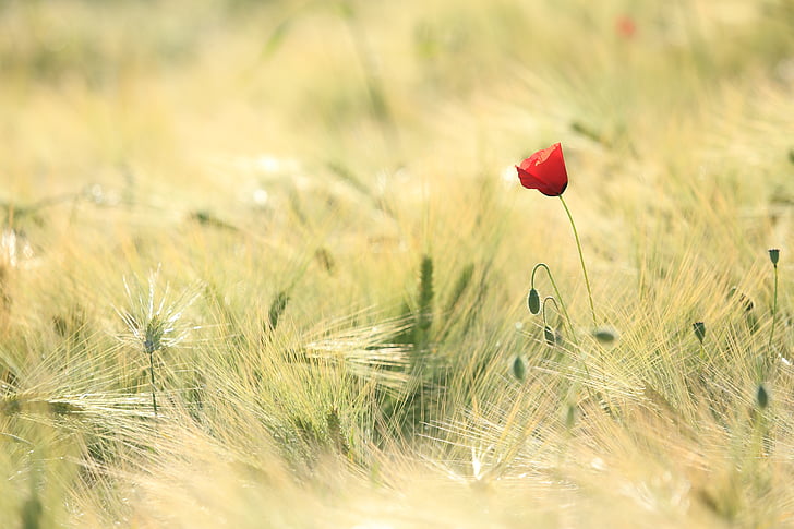 tilt shift photo of a red flower on green grasses
