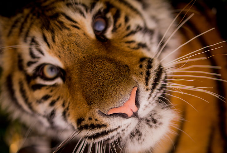 close-up photo of tiger