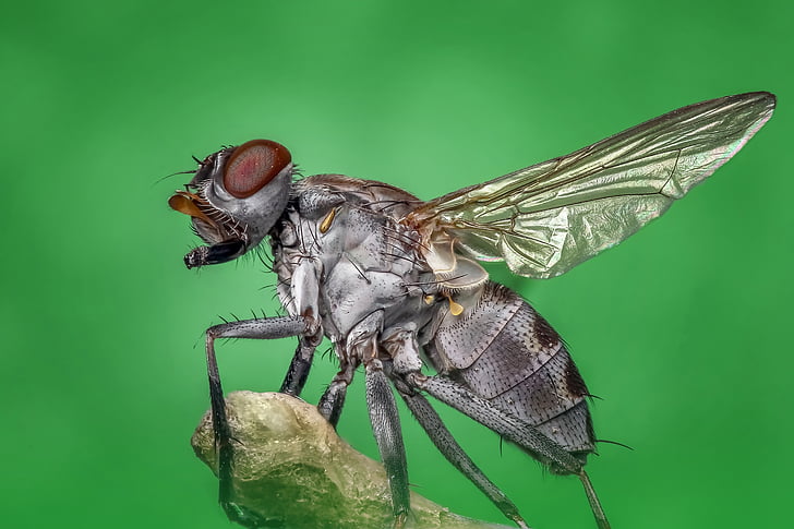 close-up photography of gray and brown common housefly