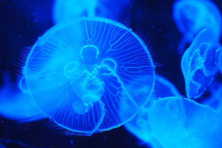 shallow focus photograph of blue jellyfish