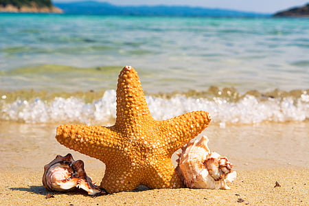 brown starfish on seashore