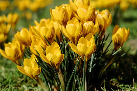 shallow depth of field photo of yellow petaled flowers