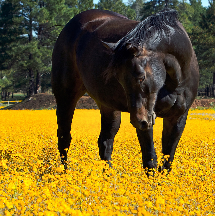 brown horse stands on yellow flower field
