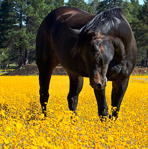 brown horse stands on yellow flower field