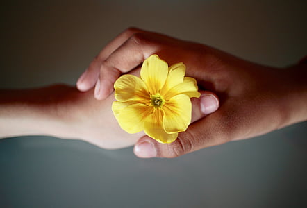 closeup photo of person holding yellow flower