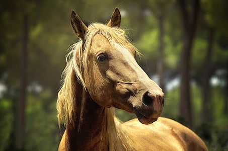 shallow focus photography of brown horse