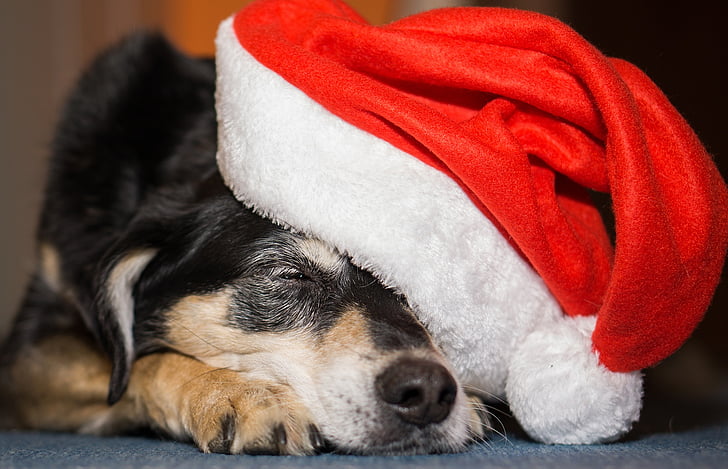 selective focus photography of sleeping dog with santa hat