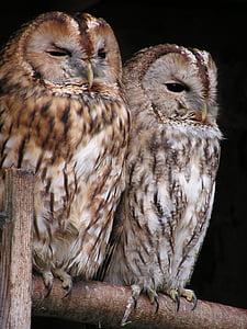 two brown owls