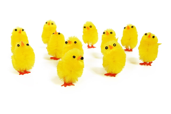 eleven yellow chicks in white background