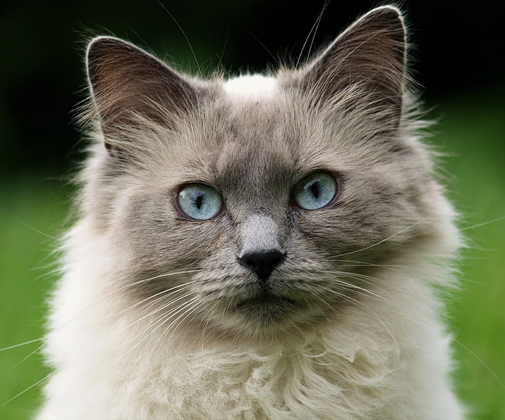 long-furred white cat