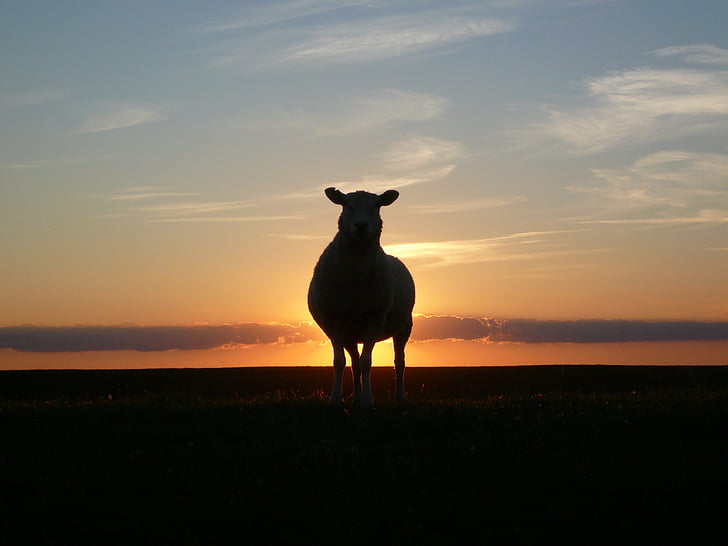 sheep near body of water during sunset