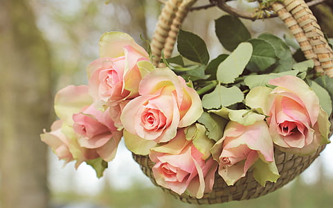 closeup photo of pink rose arrangement