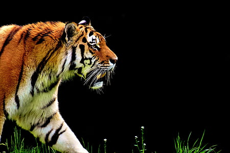 orange, white, and black tiger