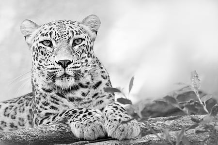 white and black leopard lying on brown wooden surface