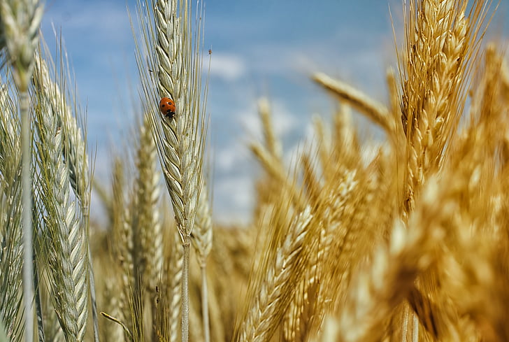 orange ladybug perched on wheat plant in closeup photo