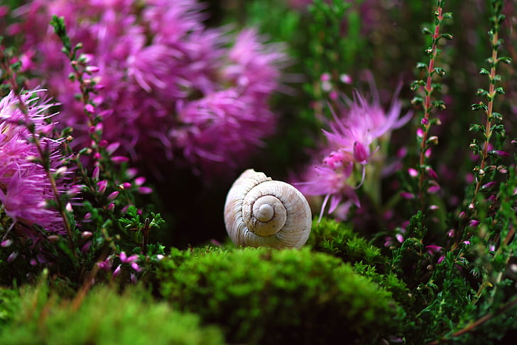 close up photography of garden snail with cluster petaled flowers